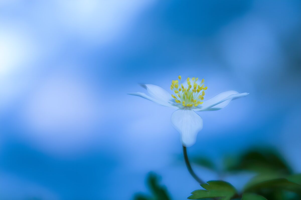 Anémona blanca sobre un fondo azul
