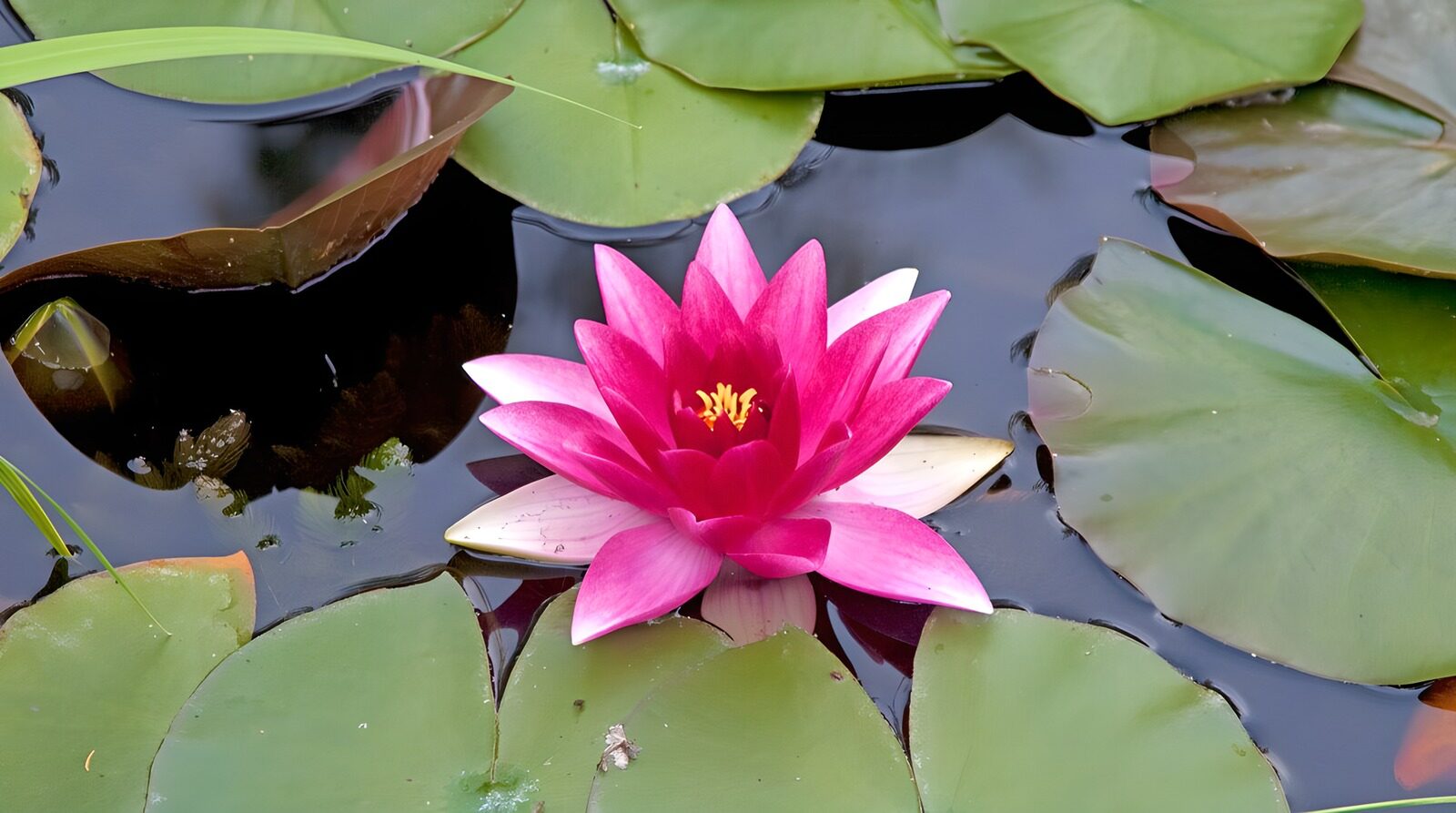 TPES73812: Nenúfar rosa entre hojas verdes