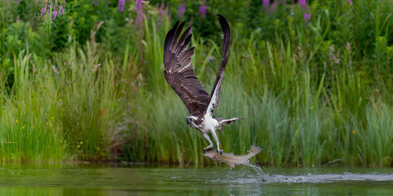 TPES38675: Águila pescadora alzando su captura