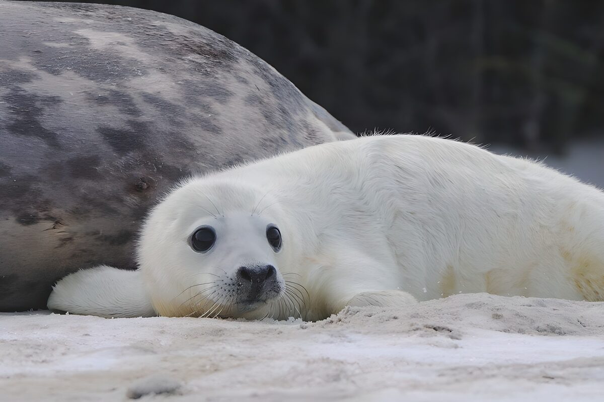Cría de foca blanca en reposo