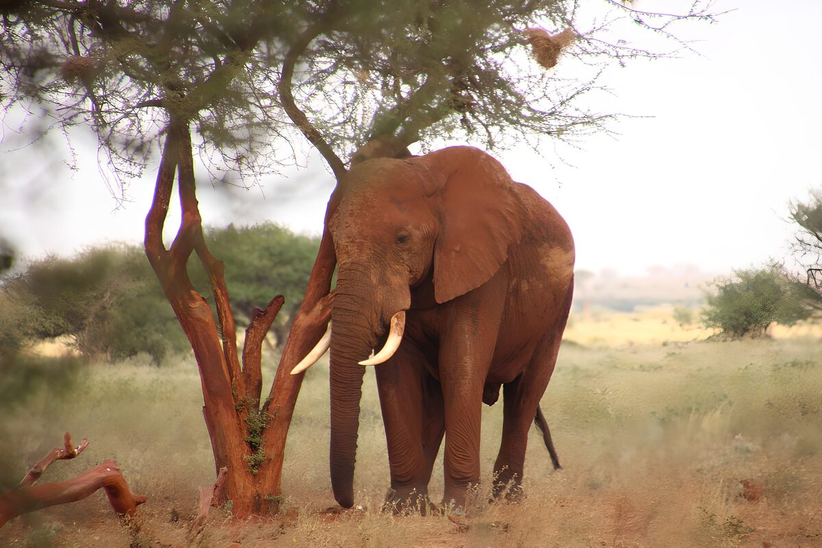 Elefante junto al árbol entre hierbas secas