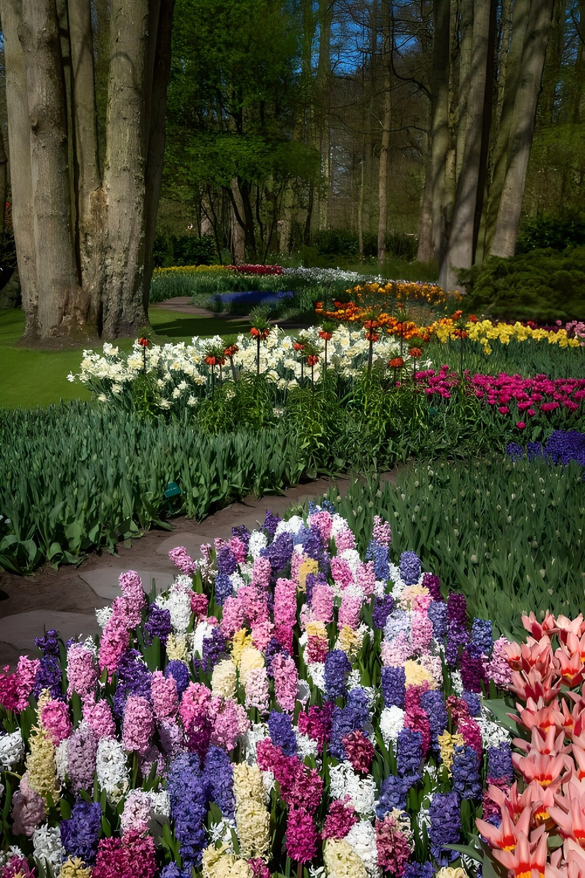 TPES93768: Jardín de jacintos y tulipanes al sol
