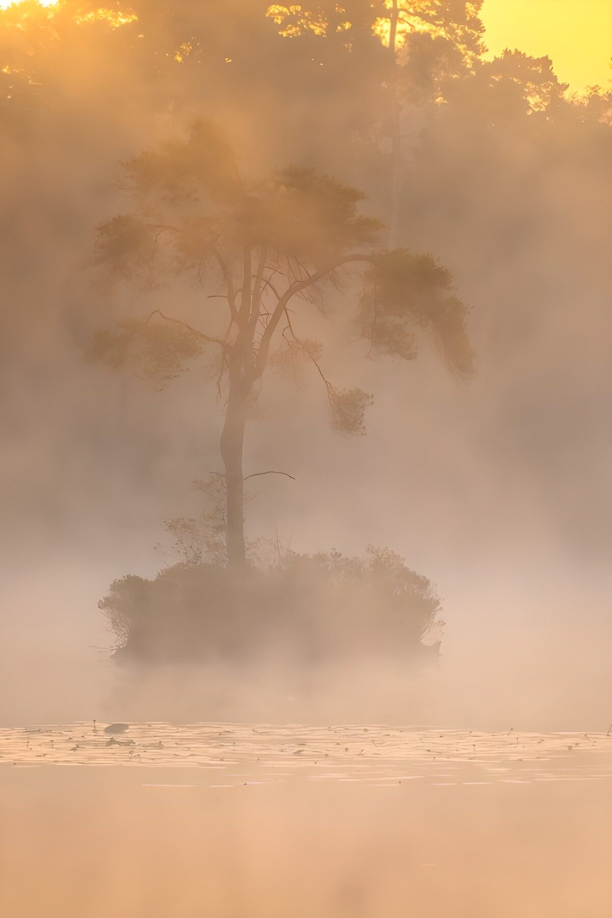 TPES56053: Árbol en una isla entre brumas