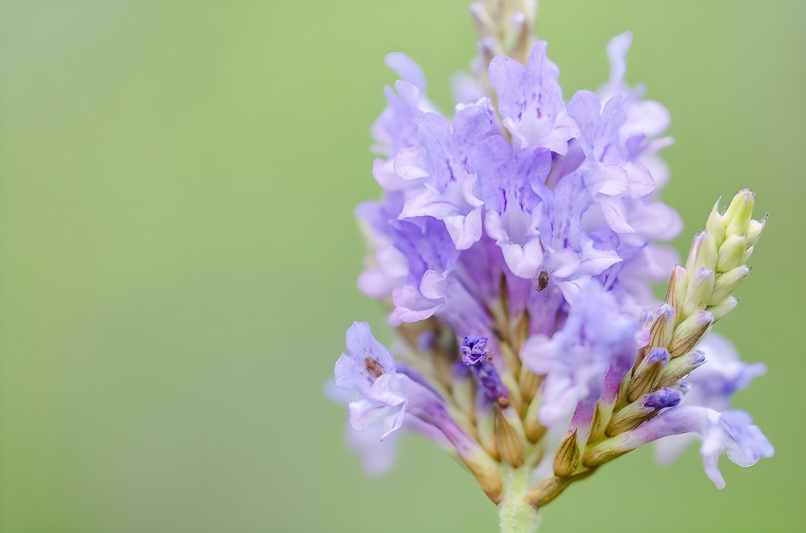 TPES77504: Flores lilas sobre un verde suave