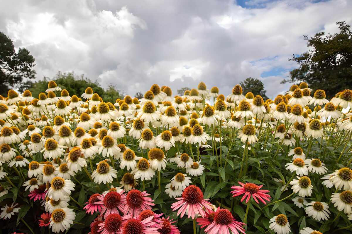 Equináceas blancas y rosas bajo las nubes