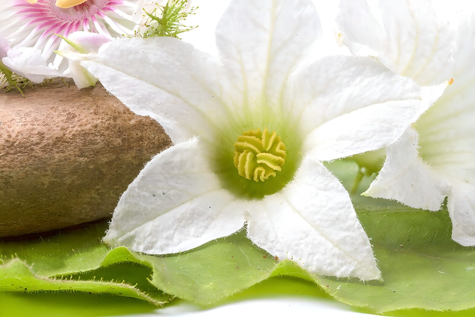 TPES76052: Flor blanca entre hojas suaves