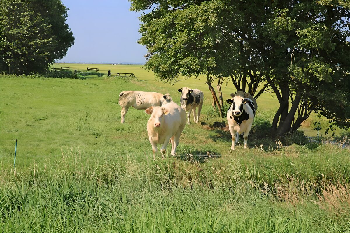 Vacas al ritmo lento del verano