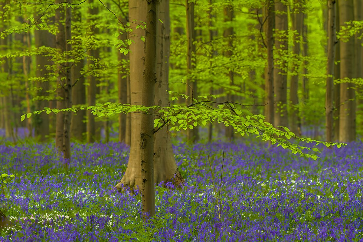 Bosque primaveral con campanillas azules