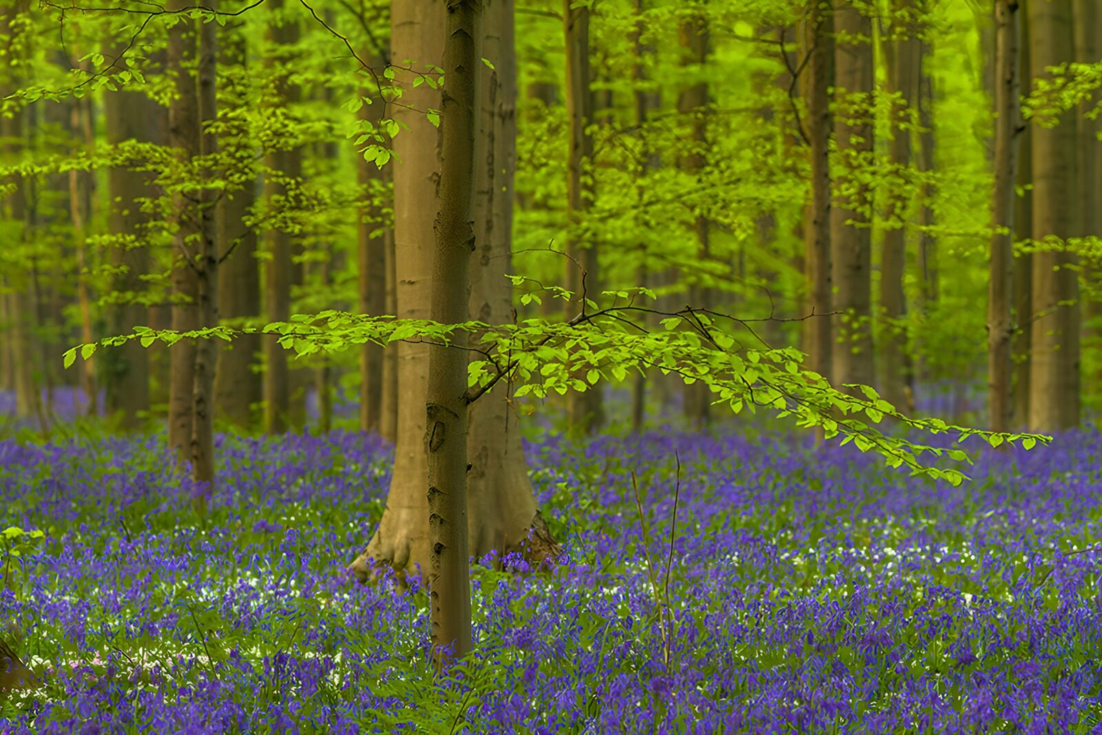 TPES28981: Bosque primaveral con campanillas azules