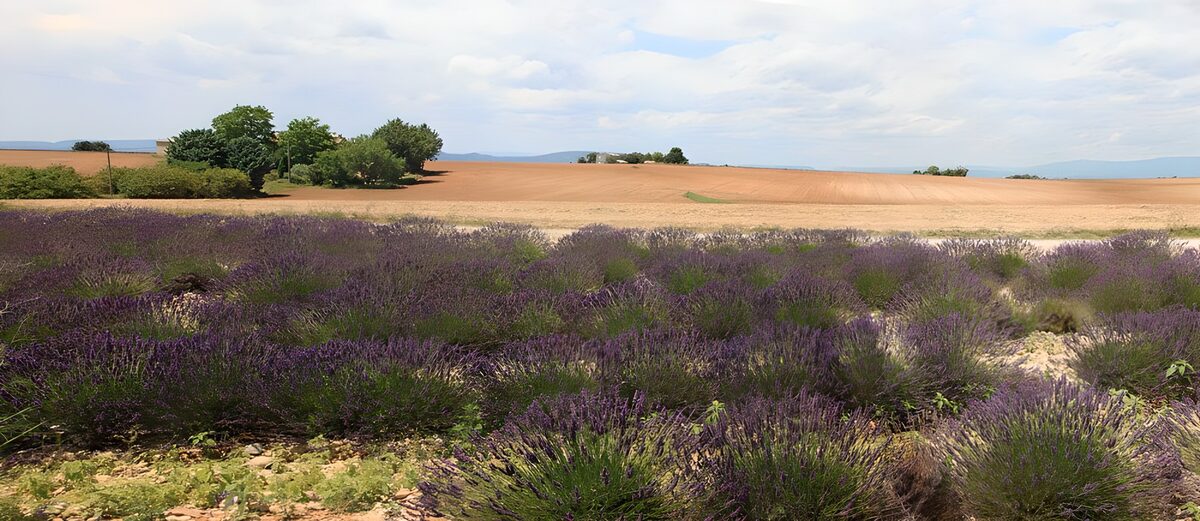 Flores violetas y campos dorados