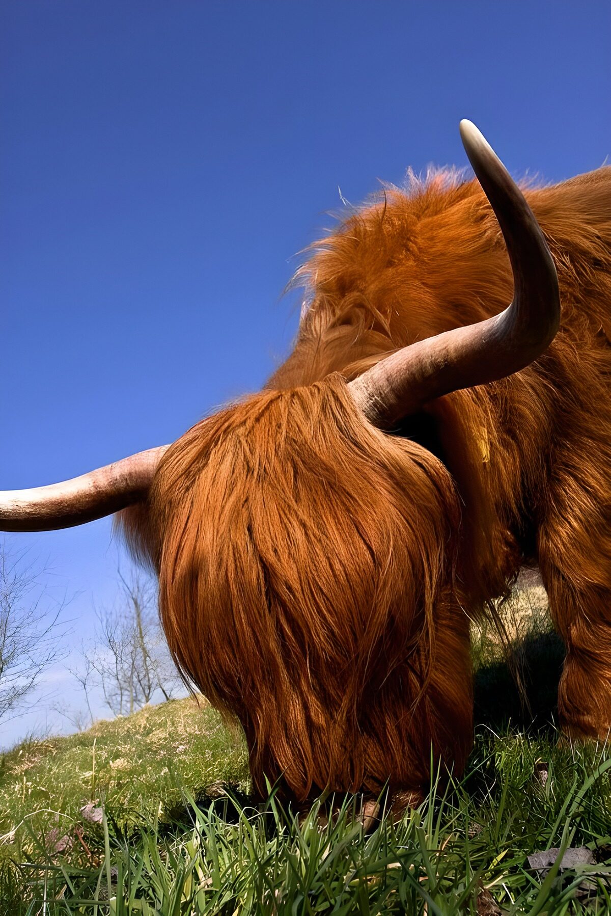 Vaca de las Highlands pastando al sol