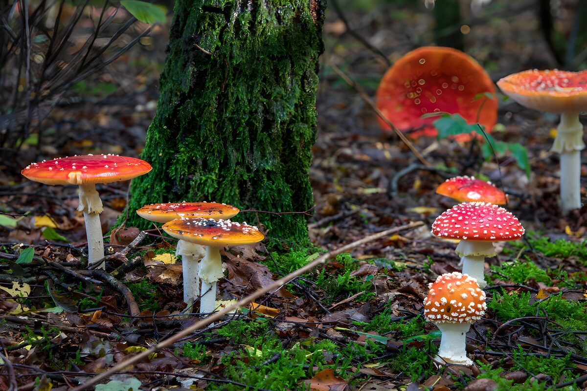 Amanitas rojas entre el musgo del bosque