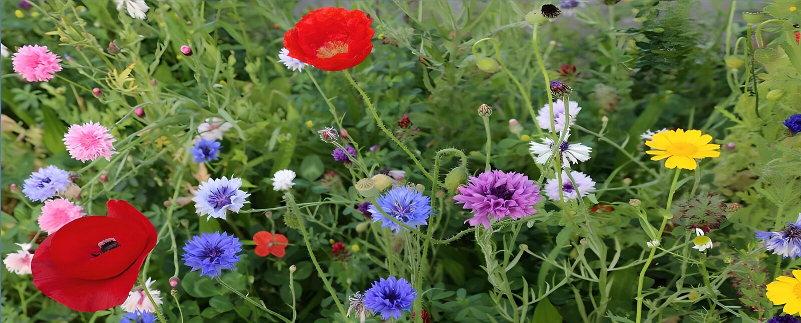TPES44477: Amapolas en un mar de acianos