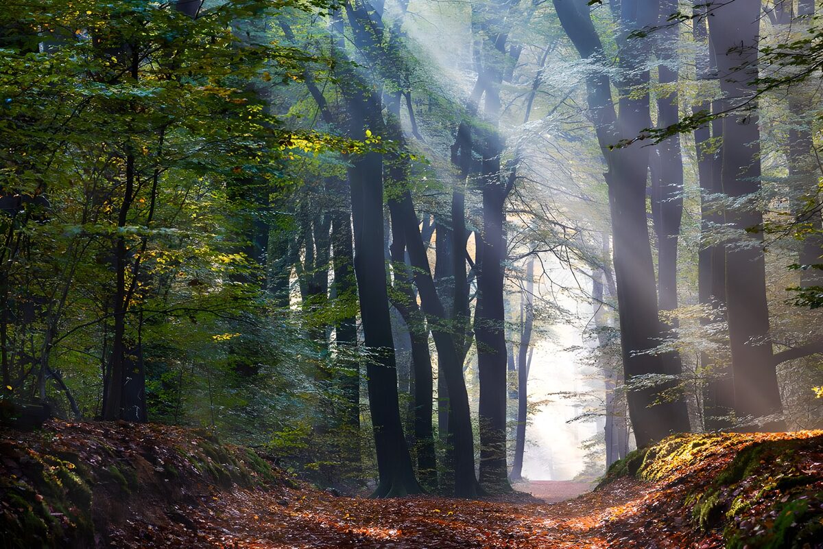 Un sendero tejido de luz y bruma