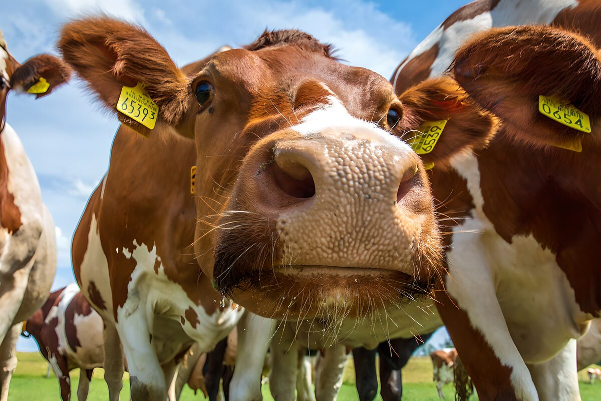 Una vaca con el cielo entre las orejas