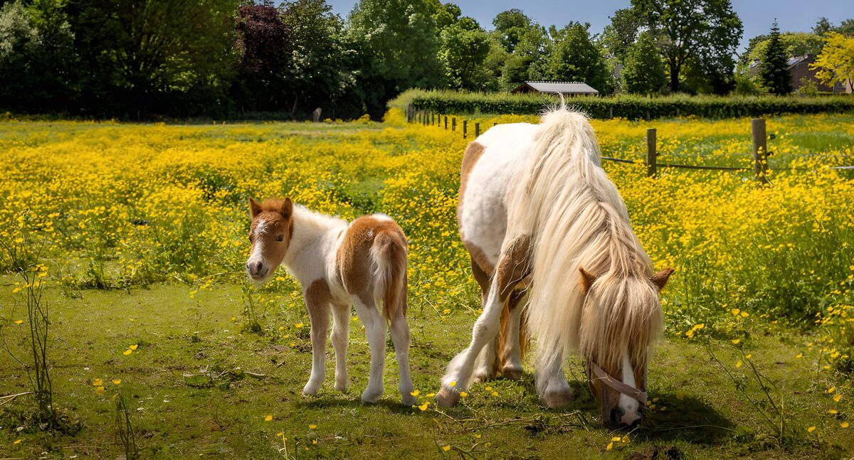 Poni y potrillo entre flores amarillas