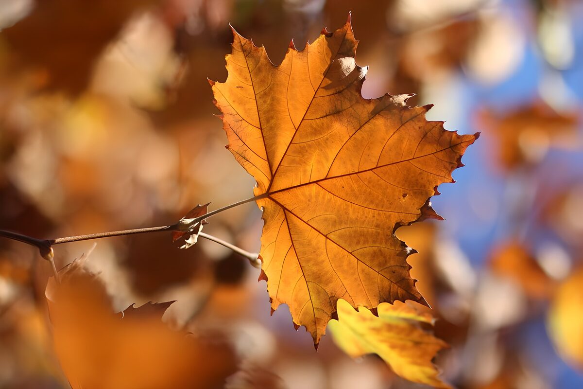Hoja anaranjada de otoño a contraluz