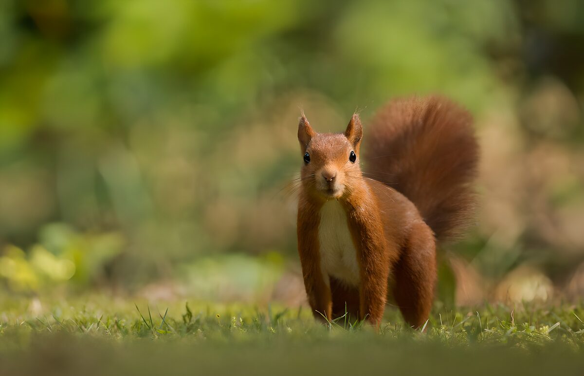 Ardilla roja en la hierba, alerta