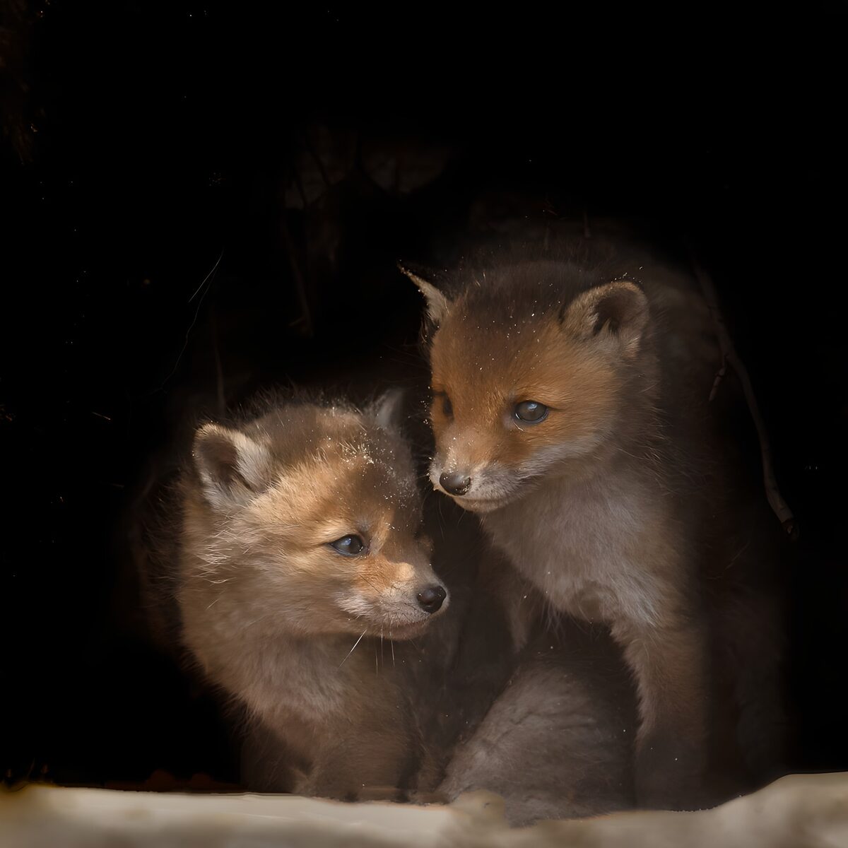 Dos cachorros de zorro acurrucados