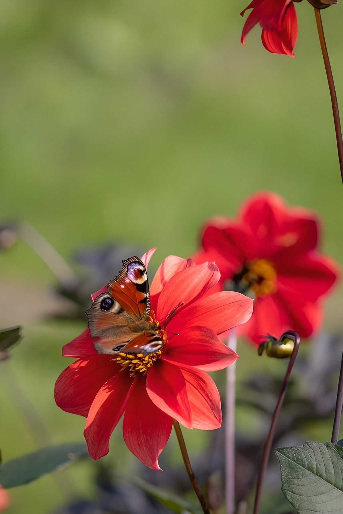 TPES88717: Mariposa al sol sobre una dalia roja