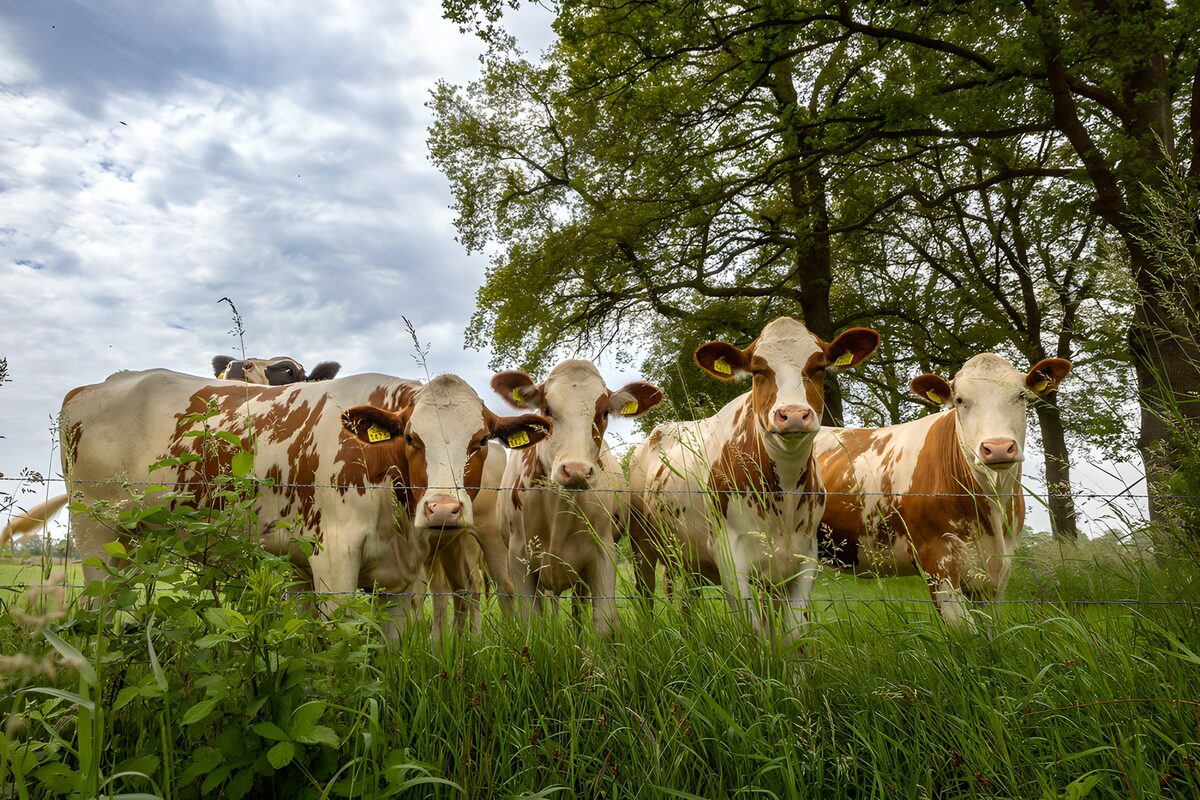 Vacas de cara blanca tras la cerca