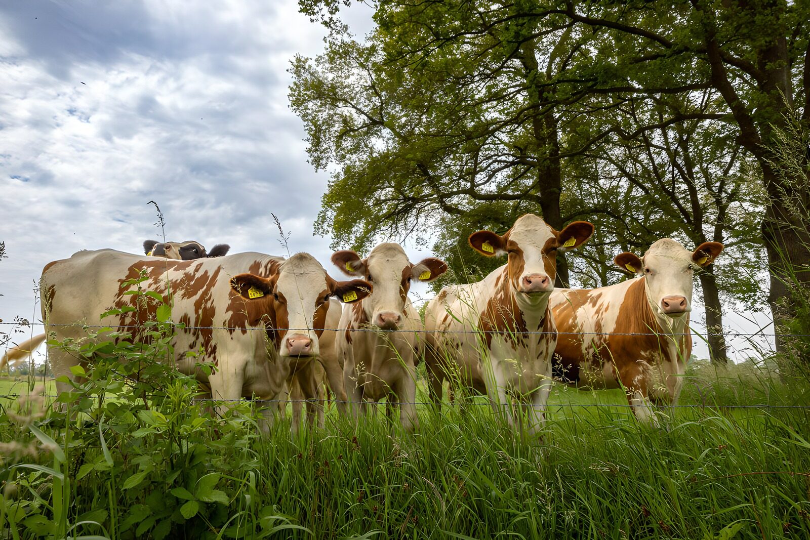 TPES80259: Vacas de cara blanca tras la cerca