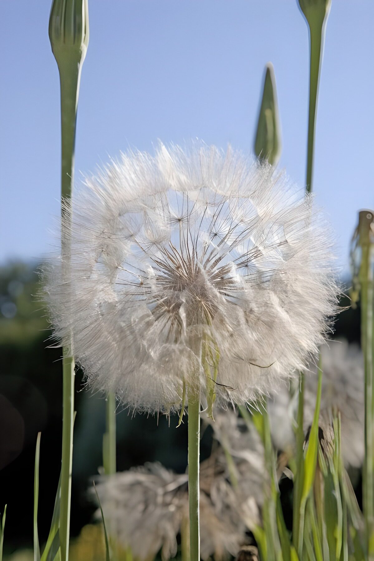 Esfera de vilanos al sol