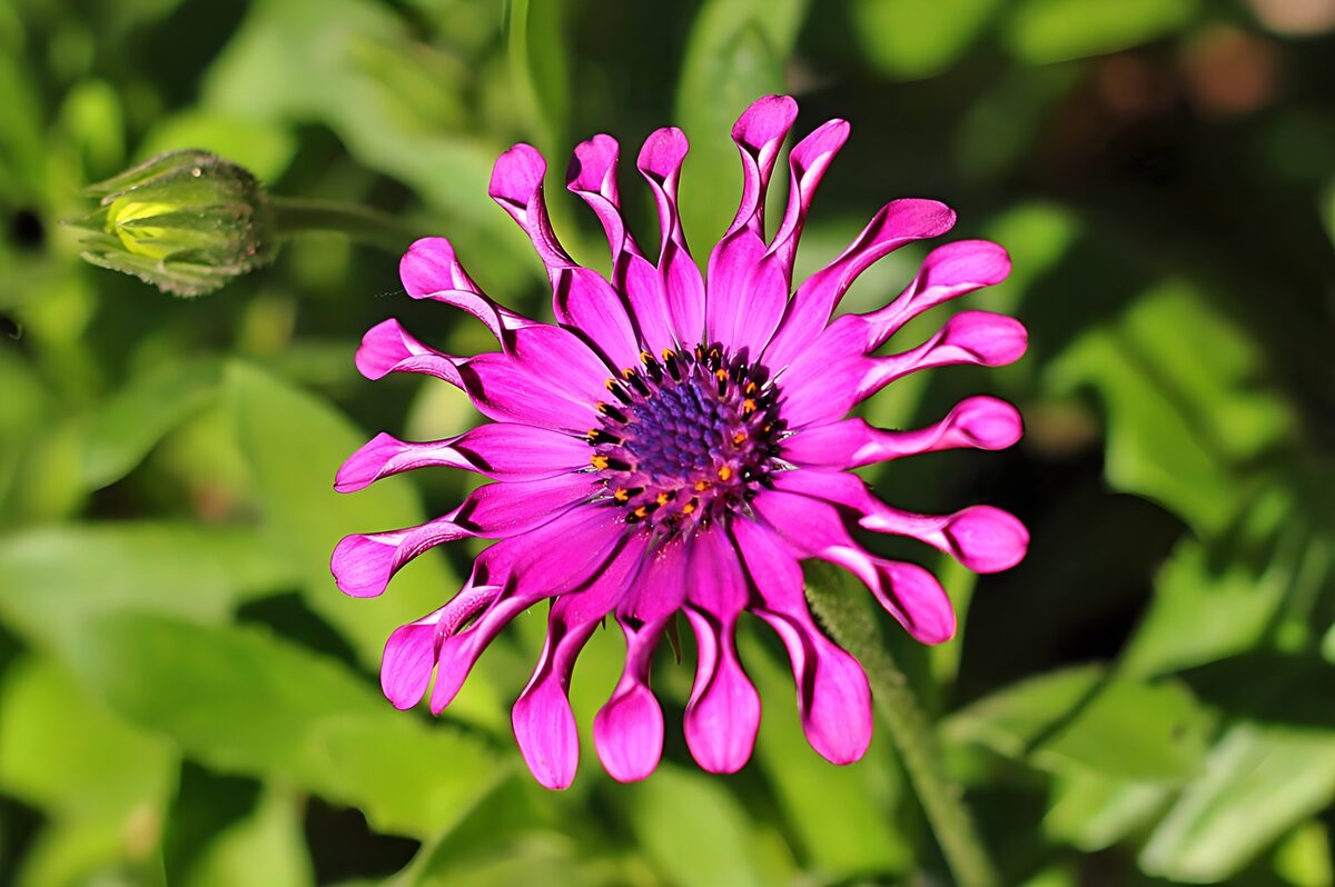 Margarita africana rosa a pleno sol