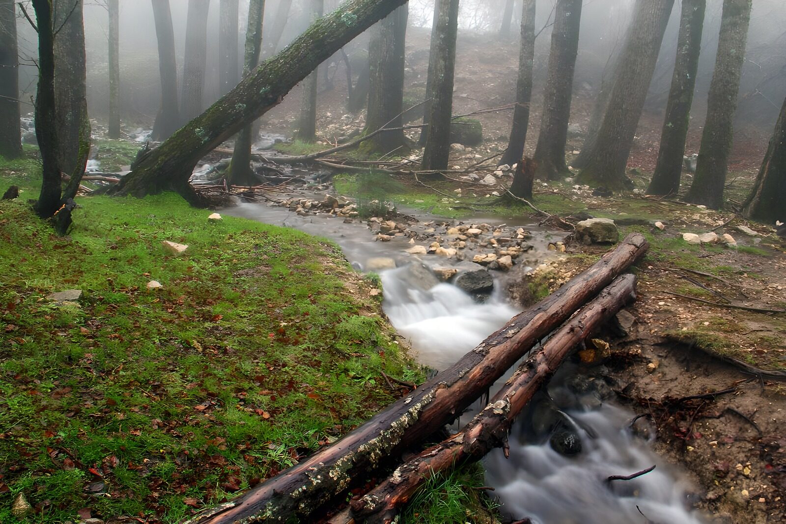 TPES19443: Arroyo con troncos en un bosque de niebla