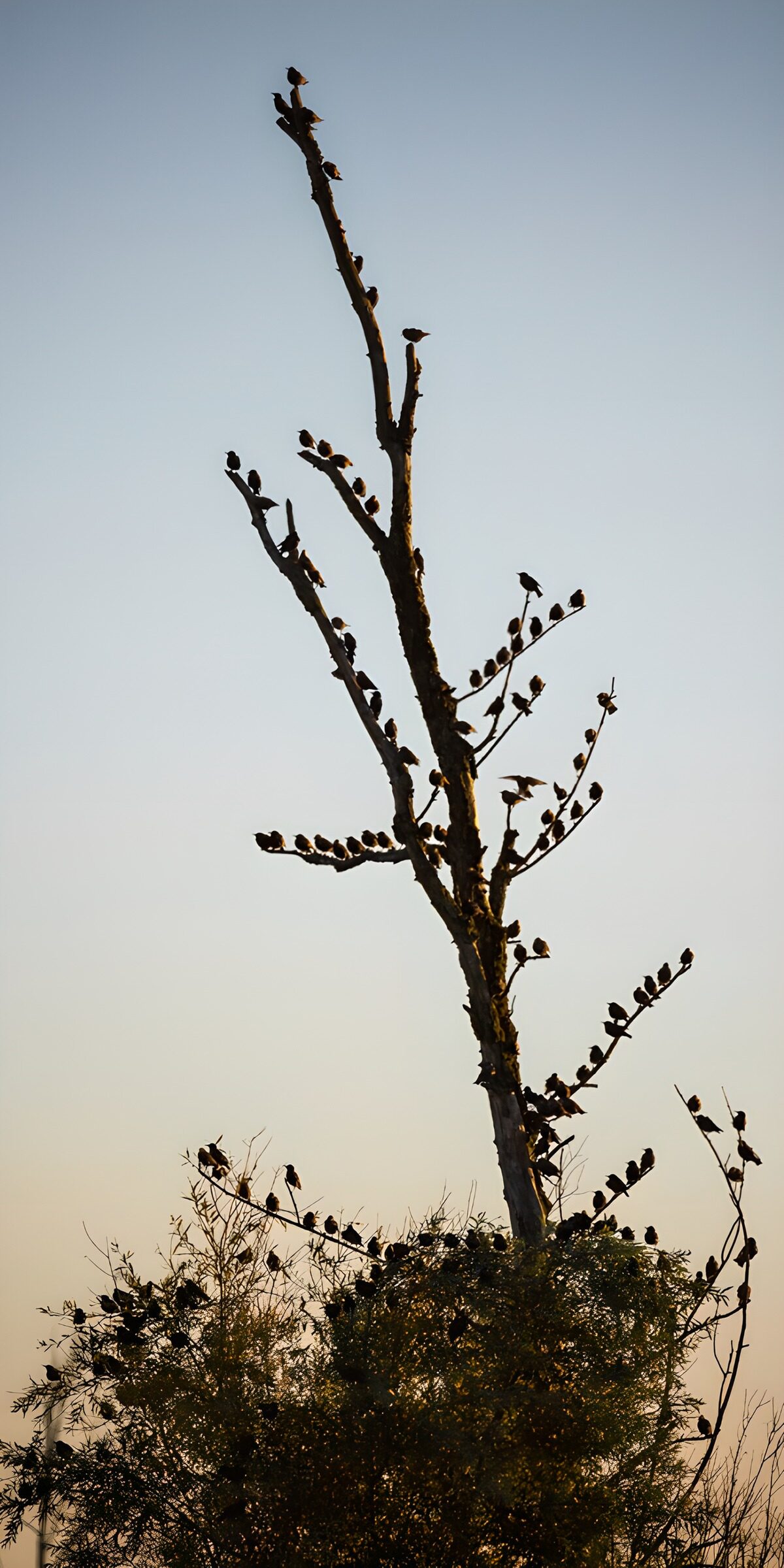 TPES11151: Pájaros en las ramas de un árbol desnudo