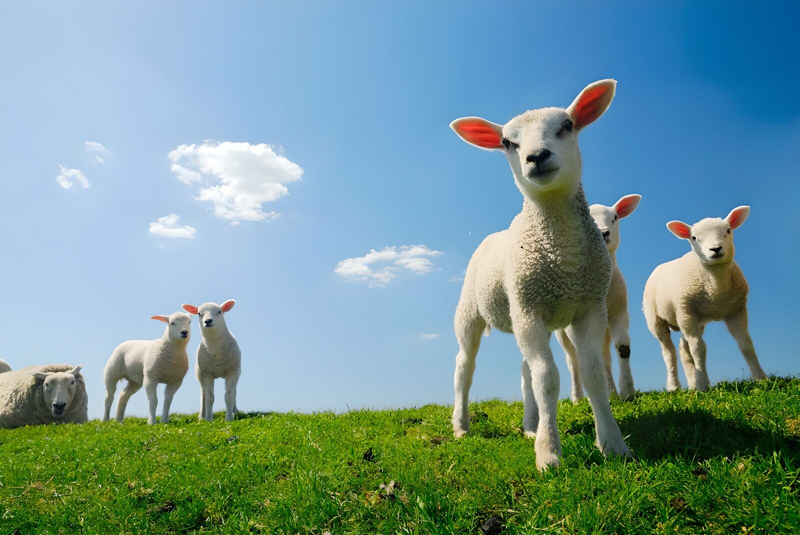 TPES61877: Corderos al sol en un prado verde