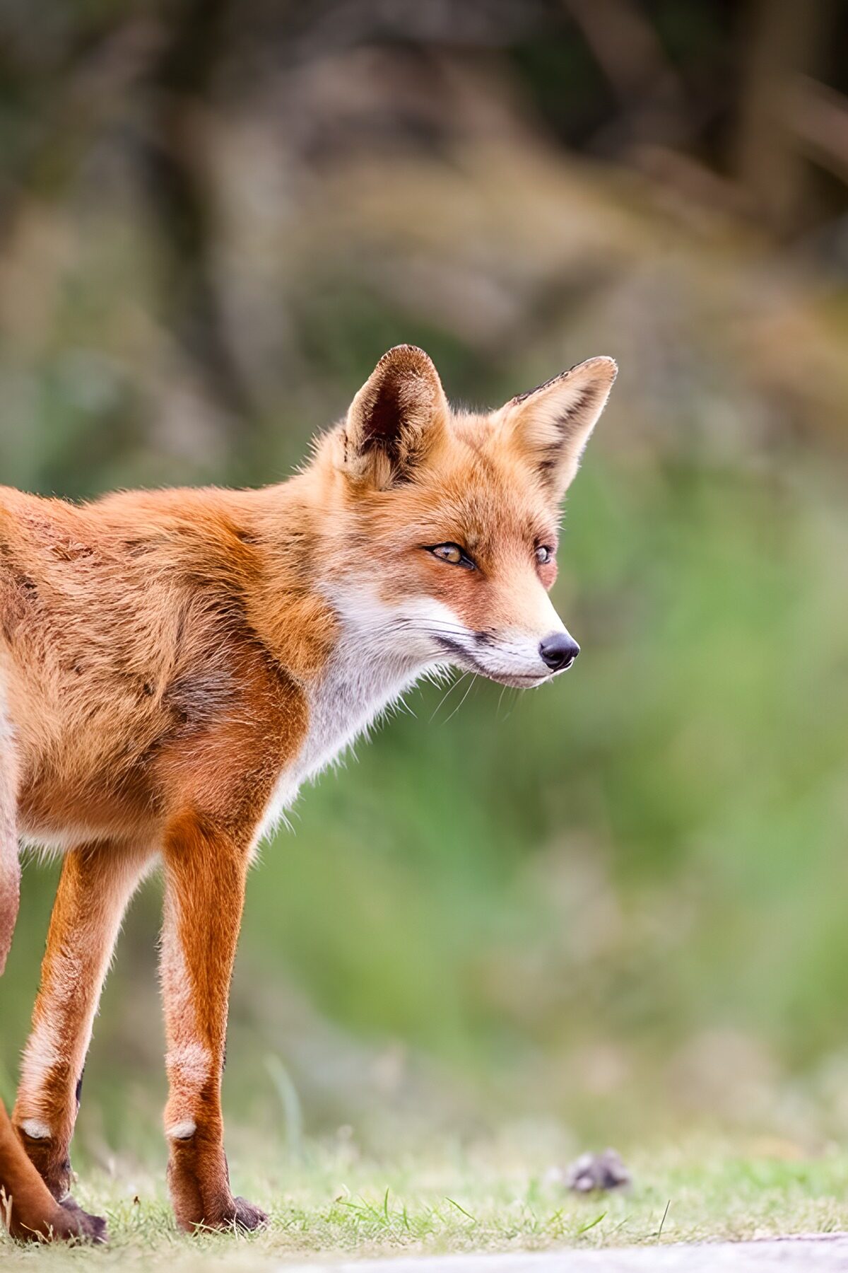 Zorro rojo en alerta sobre la hierba