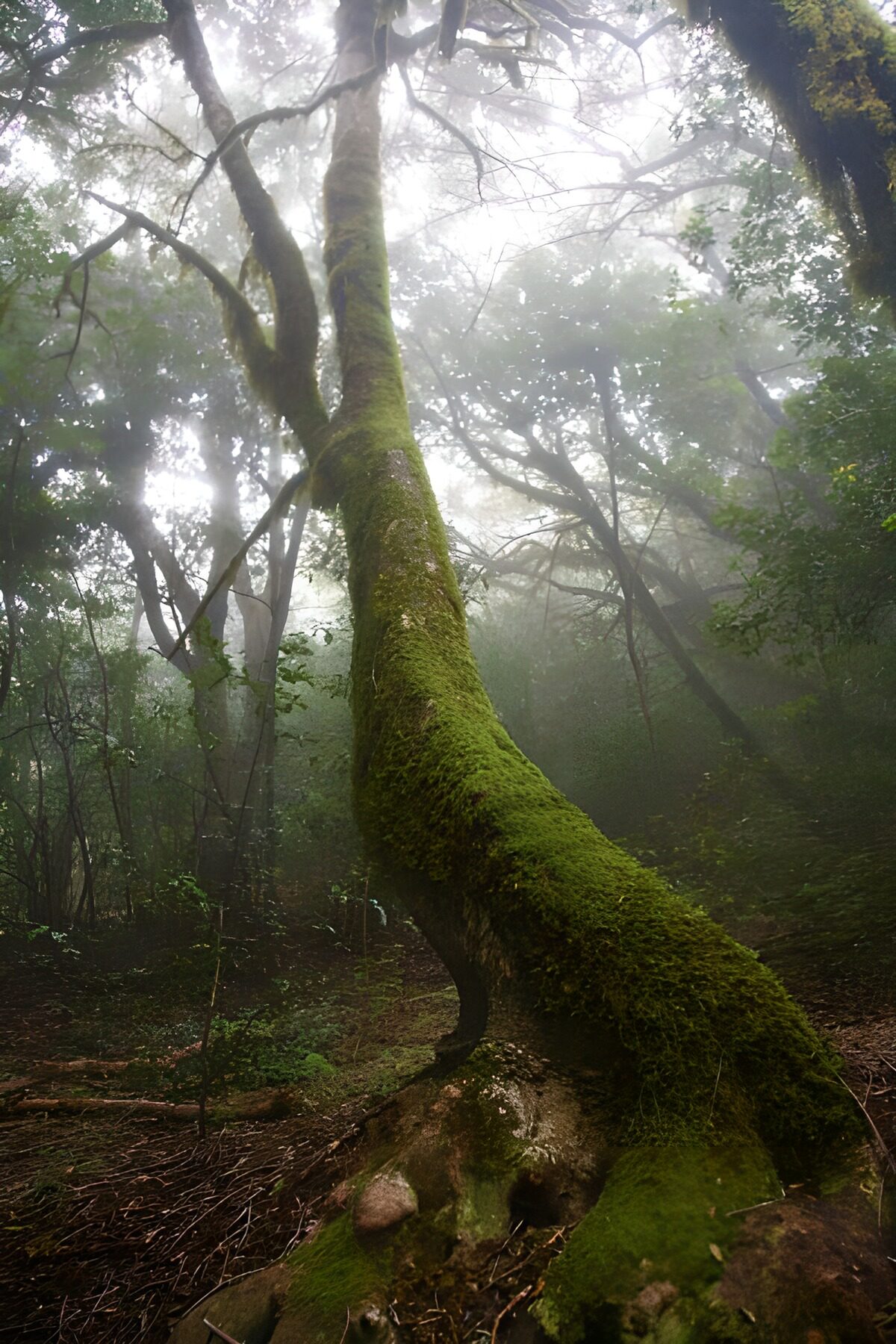 Árbol curvado con musgo entre la niebla