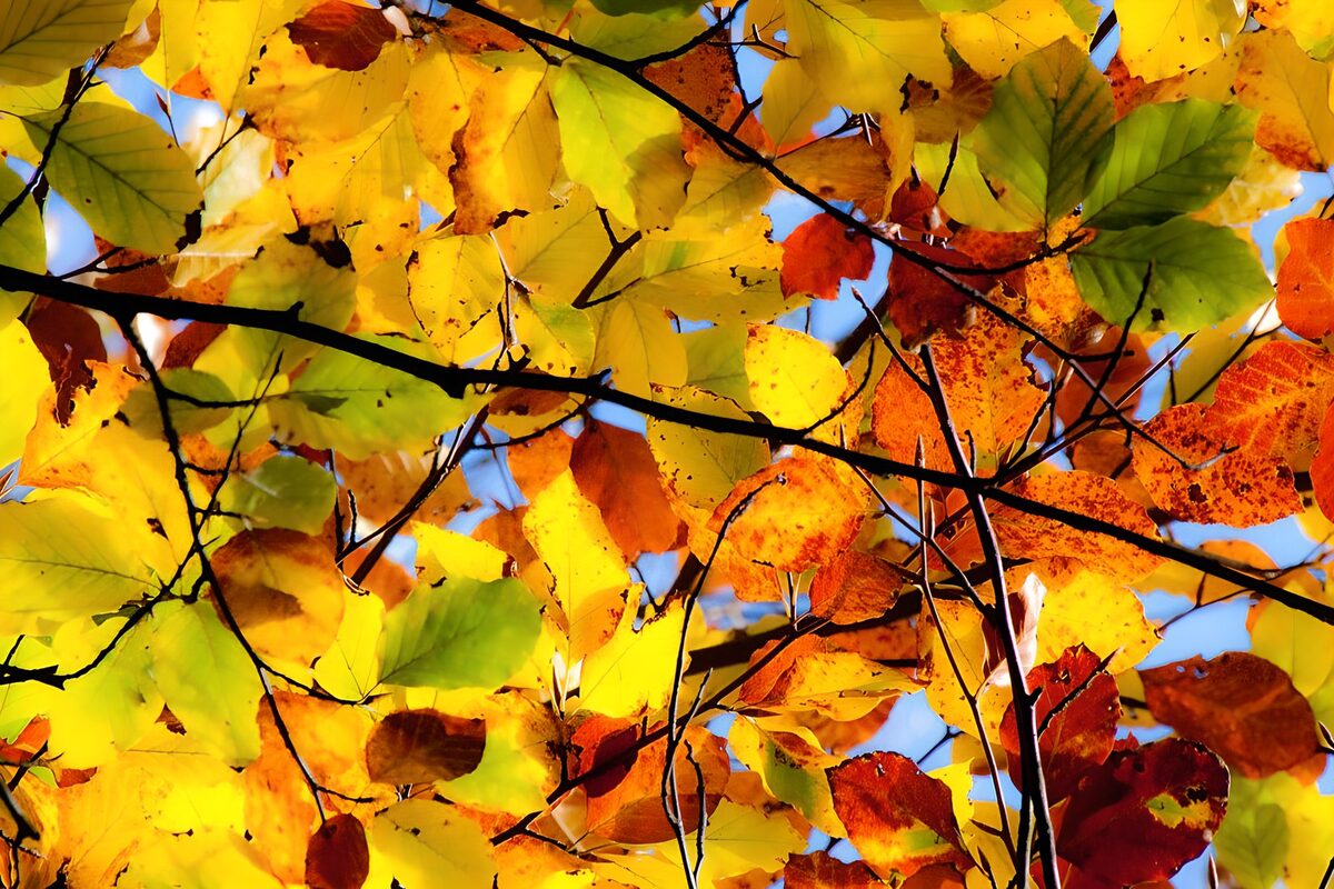 Hojas amarillas de otoño a contraluz