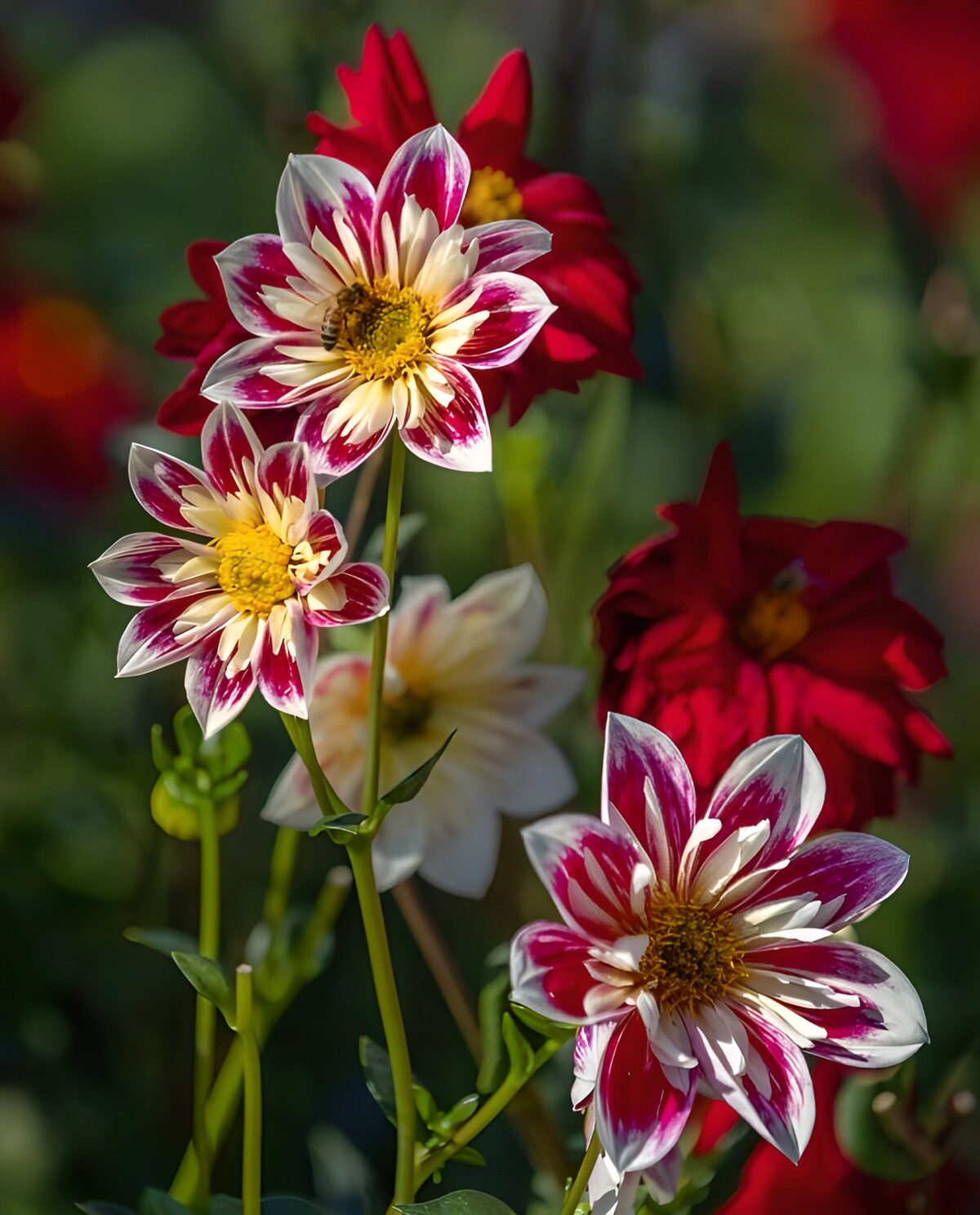 TPES29661: Dalias rosas y blancas al sol