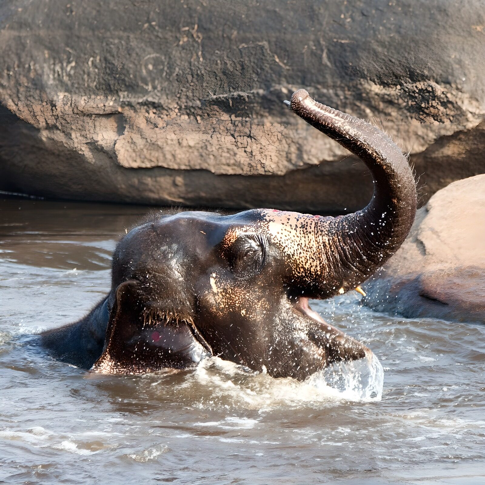 TPES11376: Elefante bañándose entre salpicaduras