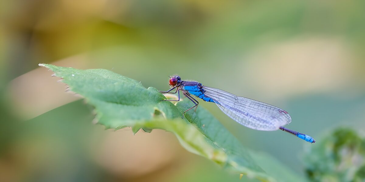 Caballito del diablo azul sobre una hoja