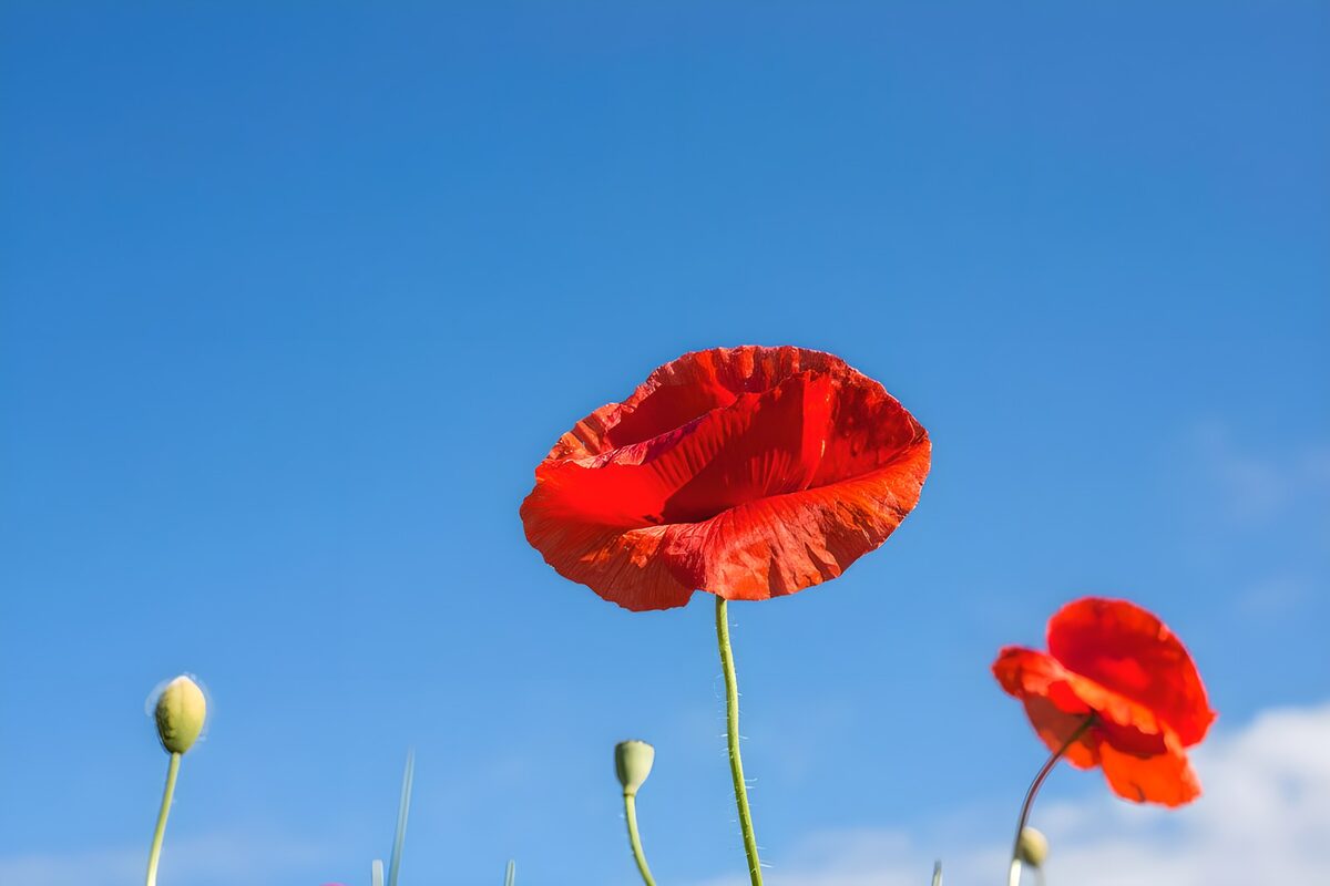 Amapolas que encienden el azul