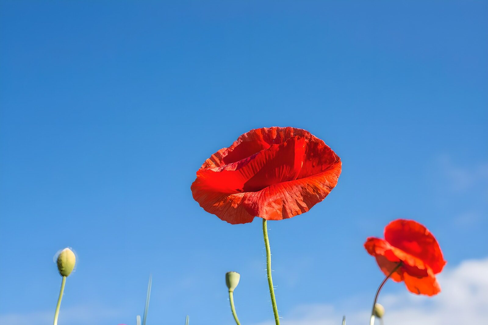 TPES69595: Amapolas que encienden el azul