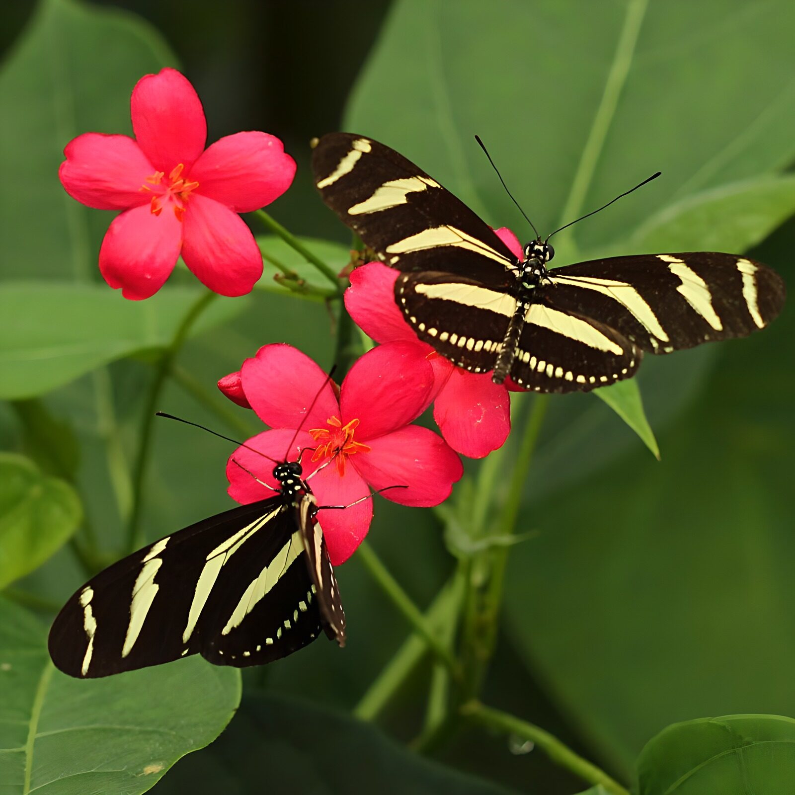 TPES51122: Dos mariposas sobre flores de un rosa vivo