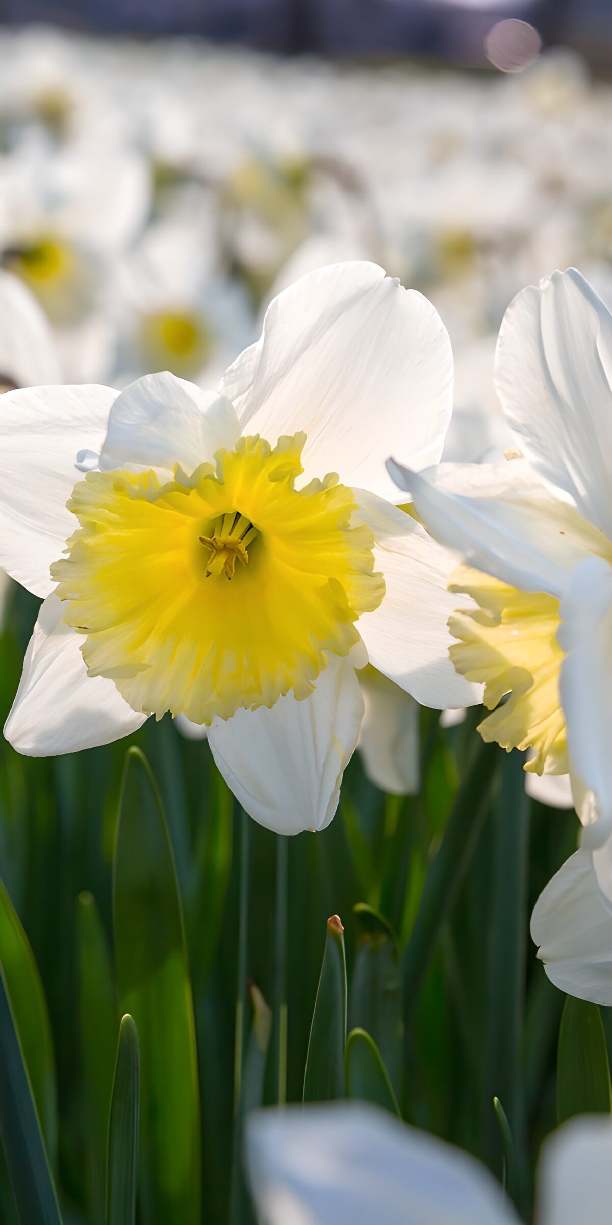 TPES98227: Narcisos blancos a plena luz