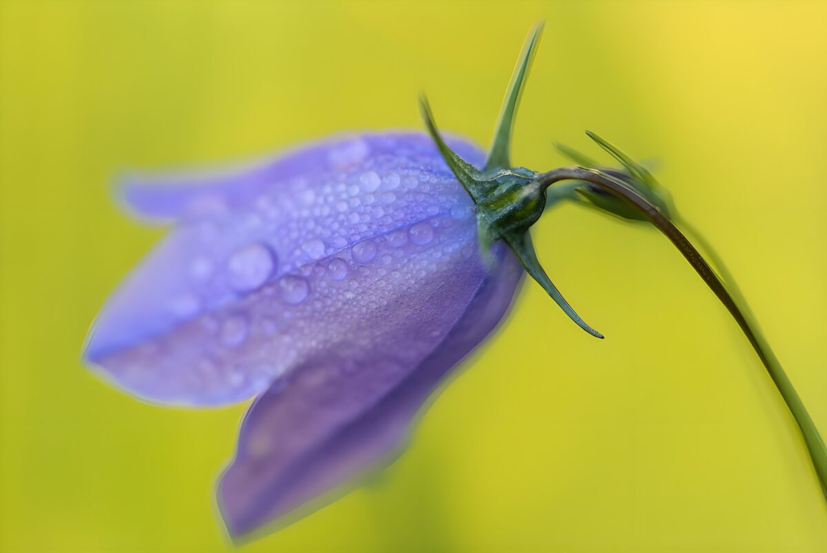 Campanilla violeta con gotas de agua
