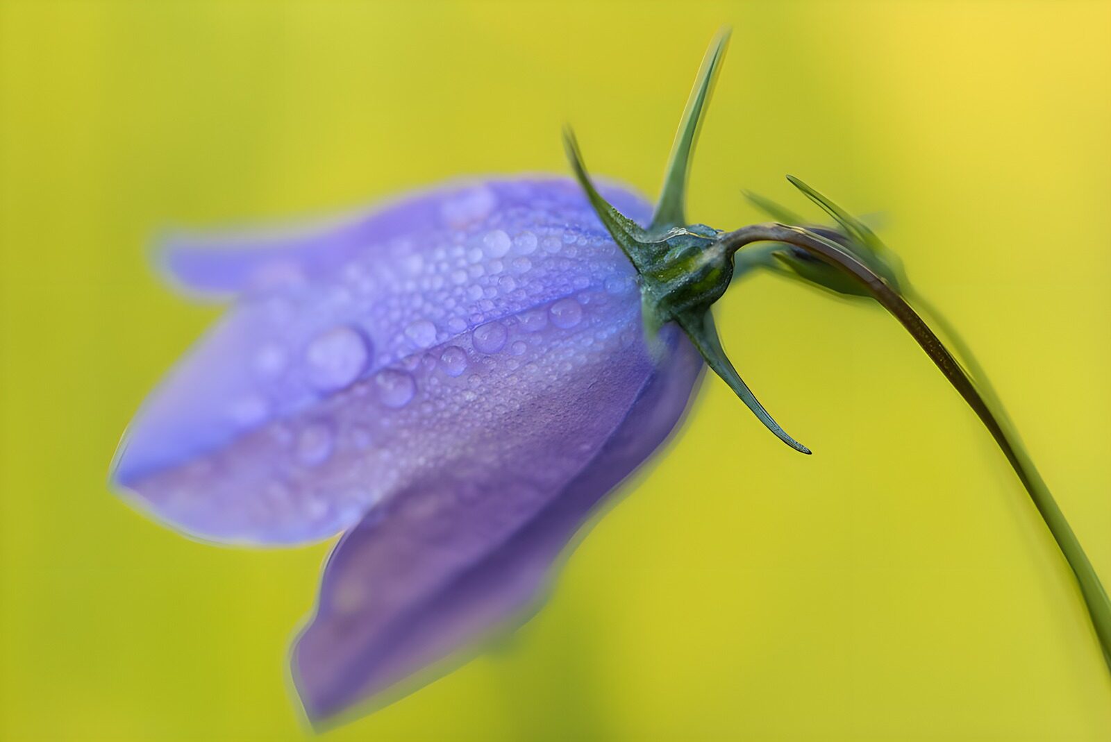 TPES18820: Campanilla violeta con gotas de agua