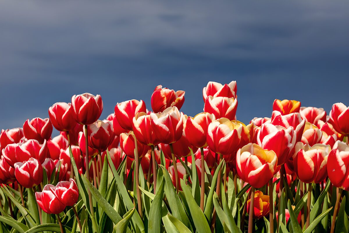Tulipanes rojos bajo un cielo gris