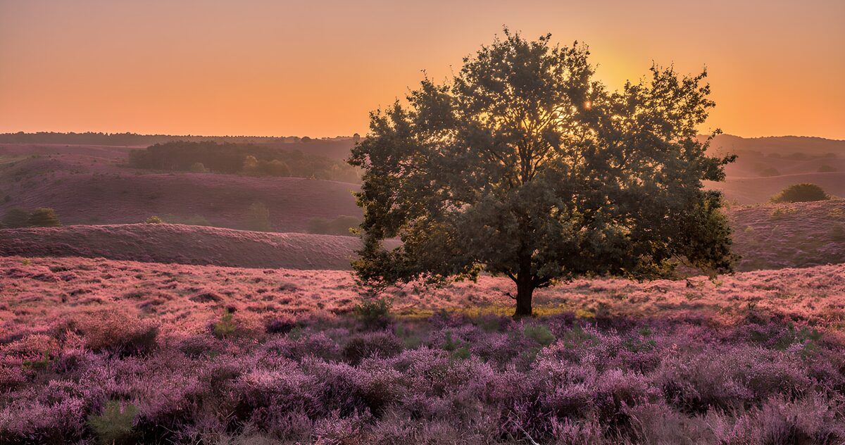 Árbol y brezos en flor al atardecer