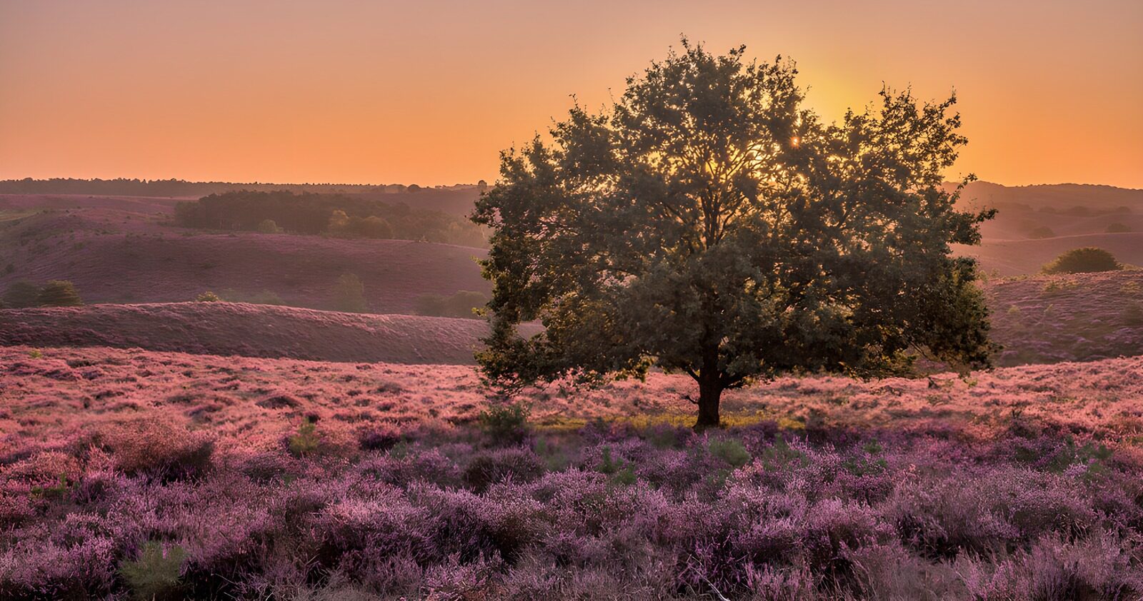 TPES76448: Árbol y brezos en flor al atardecer