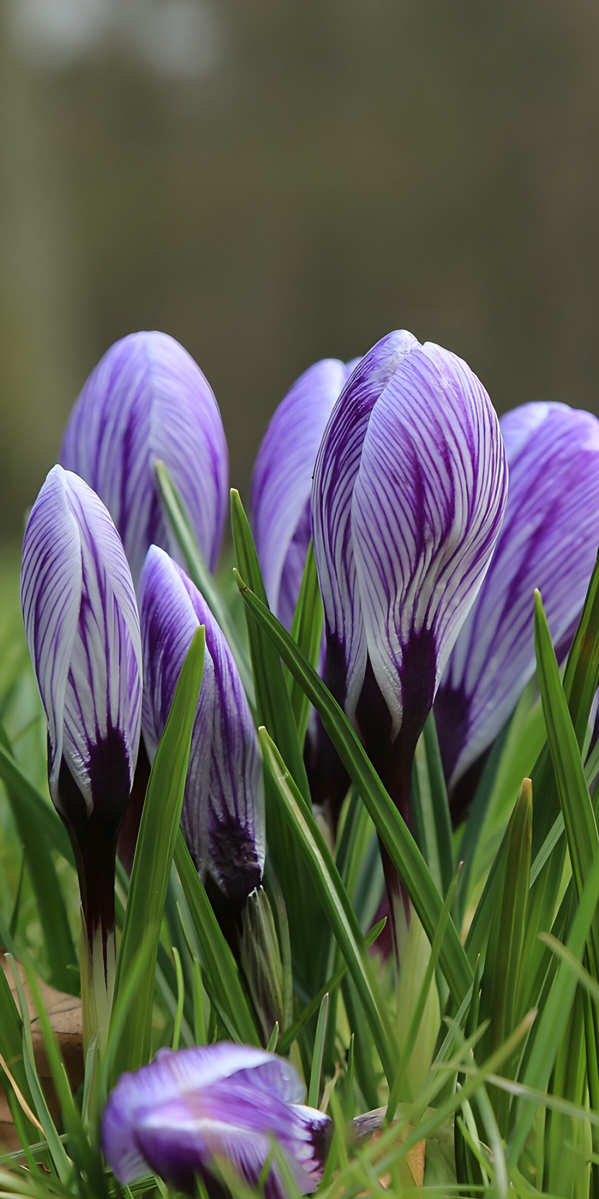 TPES20546: Crocus a rayas con luz de primavera