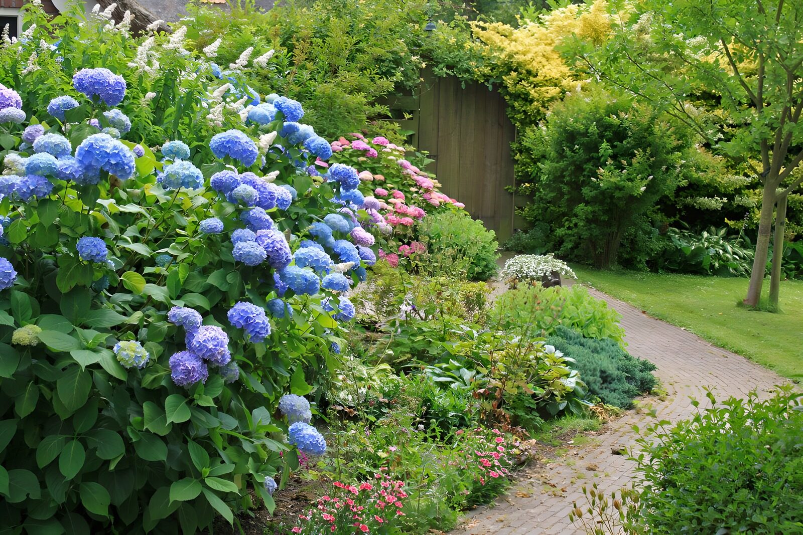 TPES41900: Hortensias y sendero de ladrillo en verano