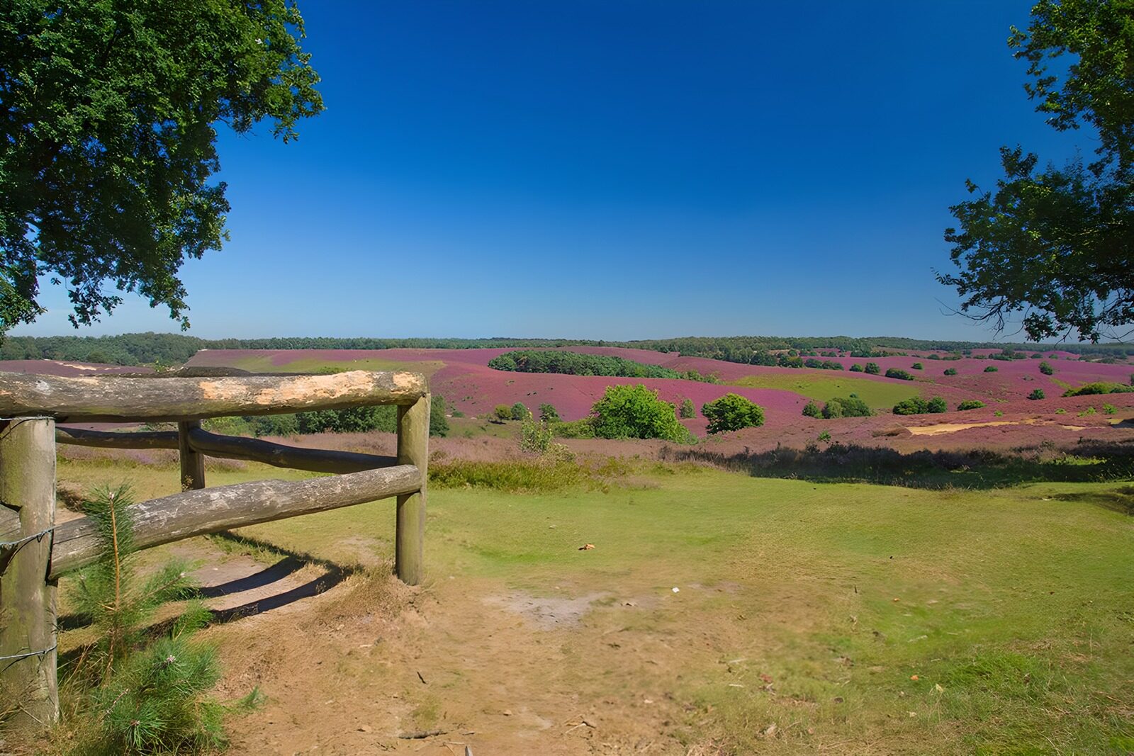 TPES83640: Colinas de brezo morado y cielo azul