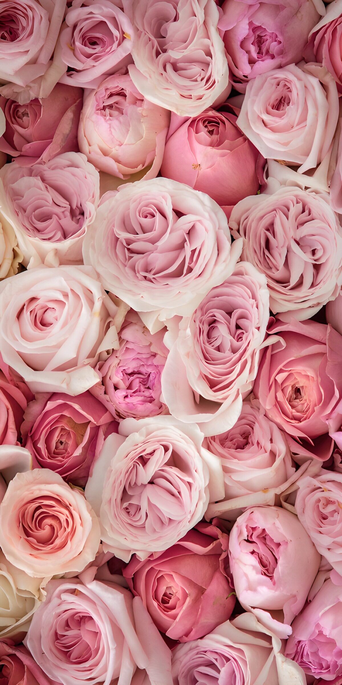 TPES58608: Rosas en rosa palo, de cerca